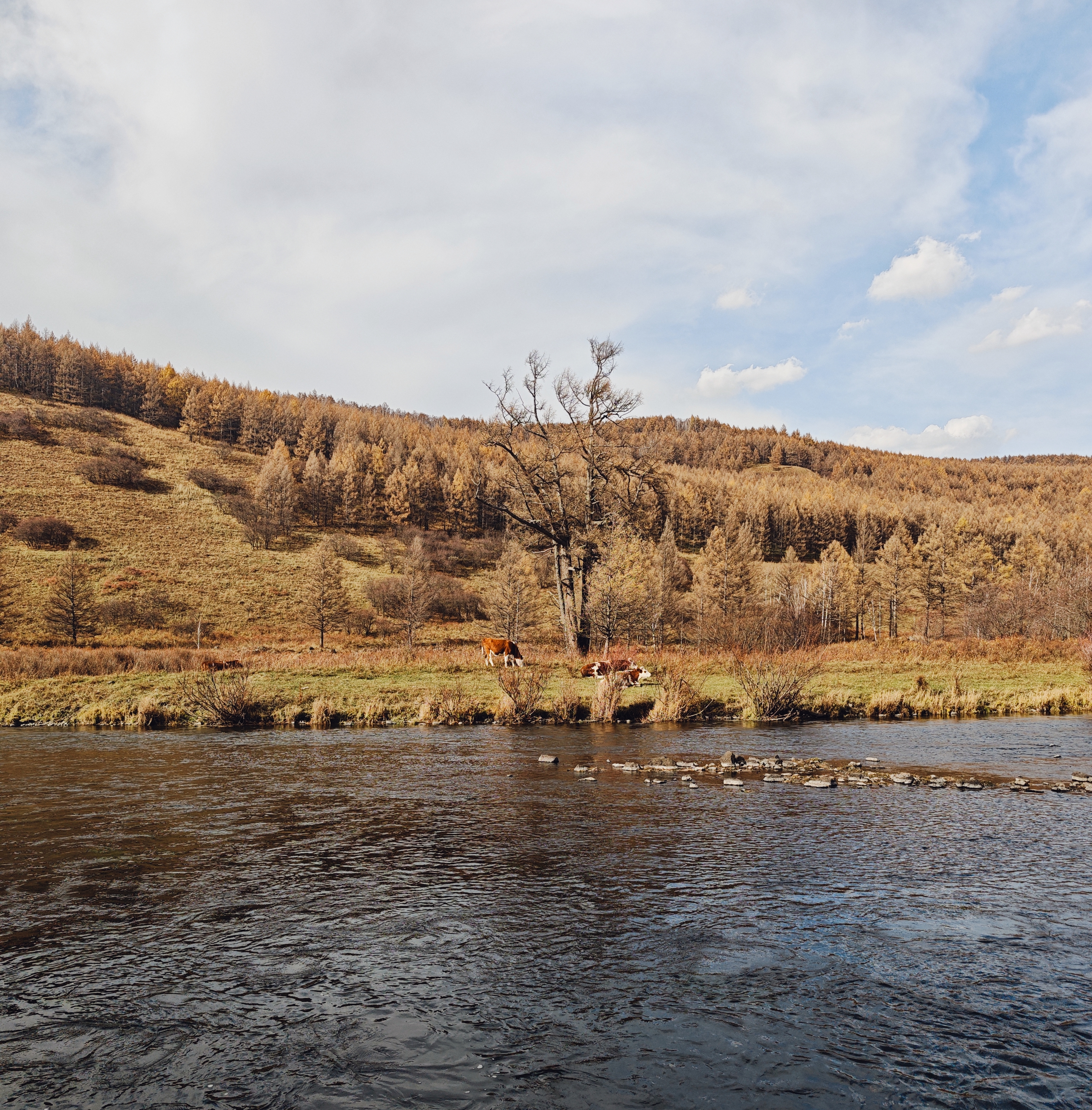 阿尔山的牛与哈拉哈河